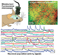 Miniaturized calcium imaging to record large neuronal populations in vivo