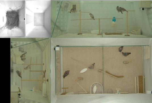 Small colony of birds that interact freely in a naturalistic environment